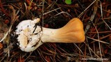 Clavariadelphus truncatus image