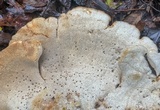 Bondarzewia berkeleyi image