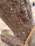 Lycogala epidendrum image