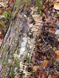 Trichaptum abietinum image