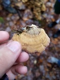 Trichaptum abietinum image