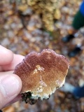 Trichaptum abietinum image