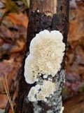 Irpex lacteus image