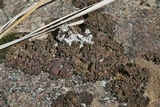 Pseudocyphellaria crocata image