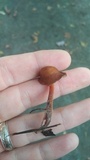 Gymnopus spongiosus image