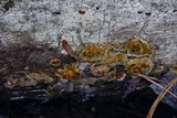 Phellinus gilvus image