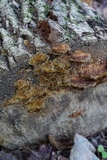 Phellinus gilvus image