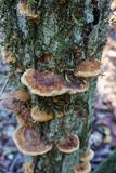 Phellinus gilvus image