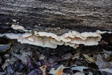Merulius tremellosus image