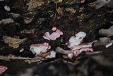 Phlebia incarnata image
