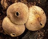 Lycoperdon subincarnatum image