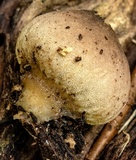 Lycoperdon subincarnatum image