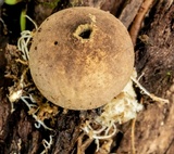 Lycoperdon subincarnatum image