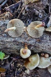 Pholiota polychroa image