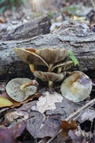 Pholiota polychroa image