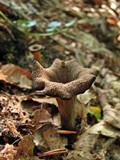 Craterellus fallax image