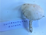 Leucoagaricus serenus image