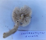 Leucoagaricus serenus image