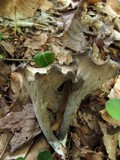 Craterellus fallax image