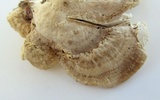 Trametes pubescens image