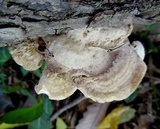 Trametes pubescens image