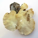 Trametes pubescens image