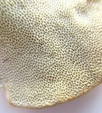 Trametes pubescens image