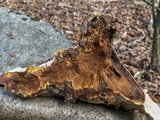 Inonotus dryadeus image
