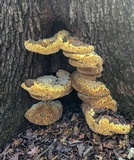 Inonotus dryadeus image
