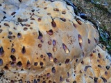 Inonotus dryadeus image
