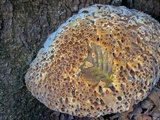 Inonotus dryadeus image