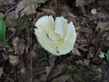 Russula raoultii image