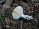 Russula raoultii image