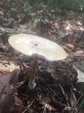 Melanoleuca alboflavida image