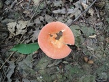 Russula rubescens image