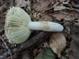 Russula rubescens image