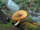 Tricholomopsis formosa image