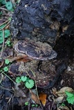 Nigroporus vinosus image