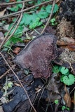 Nigroporus vinosus image
