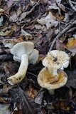 Russula ballouii image