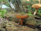 Tricholomopsis formosa image