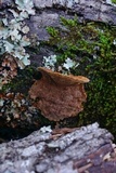 Phellinus gilvus image