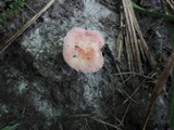 Russula pusilla image