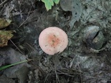 Russula pusilla image