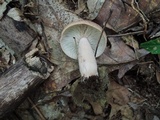 Lactarius mutabilis image