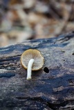 Psathyrella piluliformis image