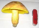 Xerocomus morrisii image