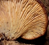 Lentinellus ursinus image