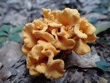 Craterellus odoratus image