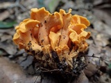 Craterellus odoratus image